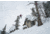 Weston Carbon Backwoods Splitboard - 21/22, White, 160, 106160045G