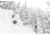 Weston Carbon Backwoods Splitboard - 21/22, White, 160, 106160045G