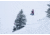 Weston Carbon Backwoods Splitboard - 21/22, White, 160, 106160045G