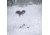 Weston Skyline Carbon Ski, Blue, 160, 22.006.731.160V0