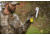 Wildlife Research Center Coyote Calling Scent, 8 FL oz. 523