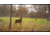 Wildlife Research Center Active-Branch Mock Scrape Kit