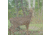 Wildlife Research Center Active-Branch Mock Scrape Kit