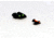 Williams Gun Sight Self Defense Pistol Sights, Springfield XD, XDM, Green/Red, 70272