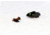 Williams Gun Sight Self Defense Pistol Sights, Springfield XD, XDM, Green/Red, 70272