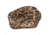 Wise Camo Pro Casting Seat, Shadow Grass Blades, Small, 8WD112BP-728