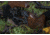 WOOX Furiosa Sauer 100 Chassis, Right Hand, Walnut, SH.CHS001.01