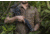 WOOX Furiosa Sauer 100 Chassis, Right Hand, Walnut, SH.CHS001.01