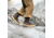 Xtratuf 8in Insulated Legacy Lace Boot - Mens, Chocolate, 13, LLM8-900-BRN-130
