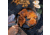Yeti Carbon Steel Skillet 12