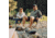 Yeti Trailhead Field Chair