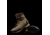 Zamberlan Baltoro Lite GTX Hiking Shoes - Mens, MK, 10, 1110ZMKM-10