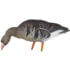 Avian X Fusion Pack AXP Specklebelly Decoy, AVX-AVX9014