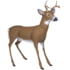Flambeau Scrapper Buck