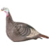 Hunters Specialties Strut-Lite Hen Turkey Decoys, HS-STR-100001