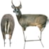 Montana Decoy Co. Spikeler Whitetail Buck and Doe Combo, 0063