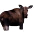 Montana Decoy Co. Moose II Decoy, Brown 39