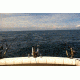 Trolling for Salmon and Steelhead aboard &quot;Lure Me&quot;