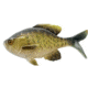 Rapala The Gill Wege Tail Swimbaits, 1, 5.25in, Rusty Bream, CB-GillW5.25-11
