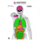 Action Target GS-ANATOMY-100 Anatomy Training Target Paper 23 X 35 Silhoue