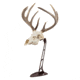 Allen EZ Mount Centerpiece Skull Stand, Brown, 7226