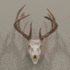 Allen EZ Mount Skull Hanger, Fixed, Brown, 7228