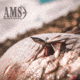AMS AnKor FX Bowfishing Arrow