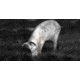 DEMO, ATN ThOR 4 Thermal Smart HD Rifle Scope, 4.5-18x50mm, Black, TIWST4384A