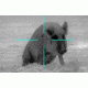 Demo,ATN Thor240 1-4x Thermal Weapon Scope,240x180,19mm,30Hz,25 micron TIWSMT241D
