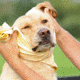 Avery Sporting Dog Dogsorber Dry Towel 2800