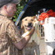 Avery Sporting Dog Dogsorber Dry Towel 2800