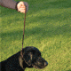 Avery Sporting Dog Leather Line Lead 2171
