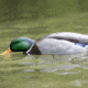 Avian X Tip Up Mallard Feeder