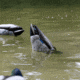 Avian X Tip Up Mallard Feeder
