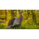 Avian X HDR Hen Decoy, Synthetic, AVXAVX8106