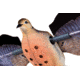 Avian X Powerflight Robo Dove Decoy with Spinning Wings, AVXAVXDP102