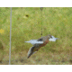 Avian X Powerflight Robo Dove Decoy with Spinning Wings, AVXAVXDP102
