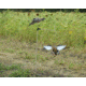 Avian X Powerflight Robo Dove Decoy with Spinning Wings, AVXAVXDP102