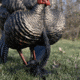 Avian X X-Factor Decoy Motion System, Black, AVX-XFDMS