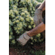 Barebones Kunar Utility Glove Clay XL