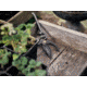 Barebones Pruner, Metal, 8in x 2.95in x 1.25in, GDN-051