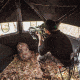 Barronett Blinds Big Ox Hub Blind, Backwoods Camo, BX350BW