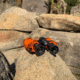 Barska Crossover Waterproof 10x42mm Porro Binoculars
