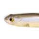 Bass Mafia Daingerous Swimbait, Blackback Shad, 6in, BMD-6-BBS
