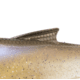 Bass Mafia Daingerous Swimbait, Blackback Shad, 6in, BMD-6-BBS