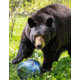 BearVault Jaunt Bear Resistant Food Canister, Transparent Blue, 1.9 Gal, BV450