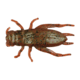 Berkley Gulp! Alive! Cricket, 1in. Bait, Breen, 1203213