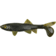 Berkley Havoc Sick Fish Bait, 4in., Green Pumpkin 178334