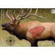 Birchwood Casey Pregame Targets, BC-35404
