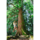 Black Diamond Ethos Shorts - Womens, White Oak, Small, AP7501572019SML1